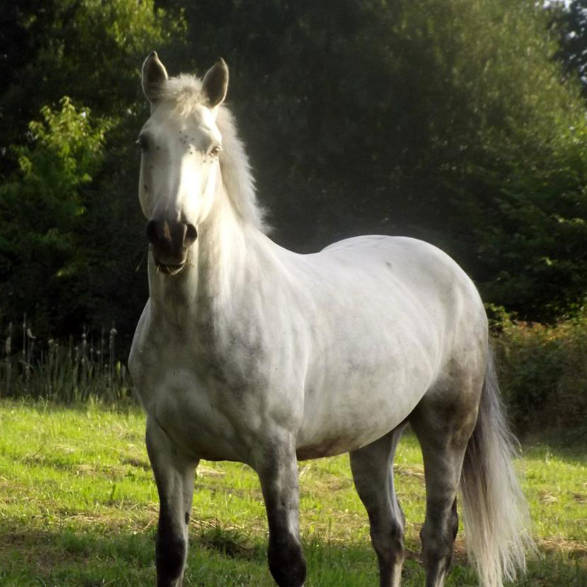 André Sport Equestre : des poneys et chevaux sélectionnés pour leur gentillesse et leur qualité