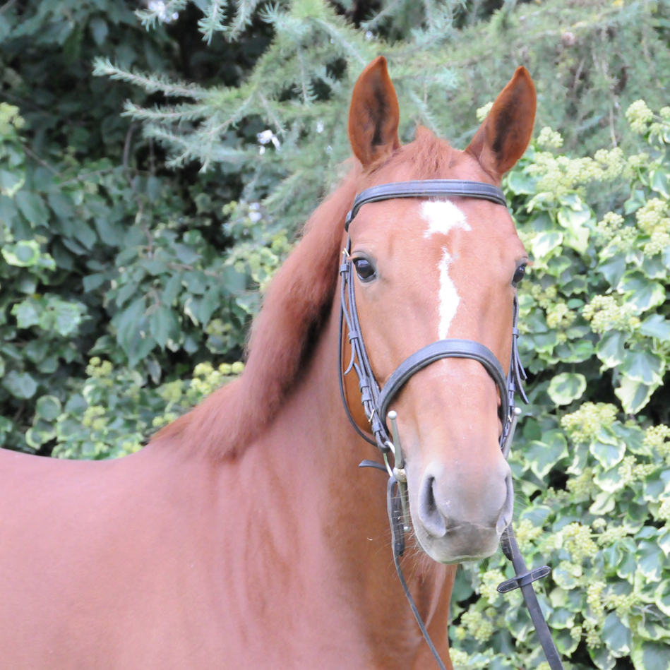 Equitation près de Rennes - André Sport Equestre : poney-club / centre équestre de Tinténiac