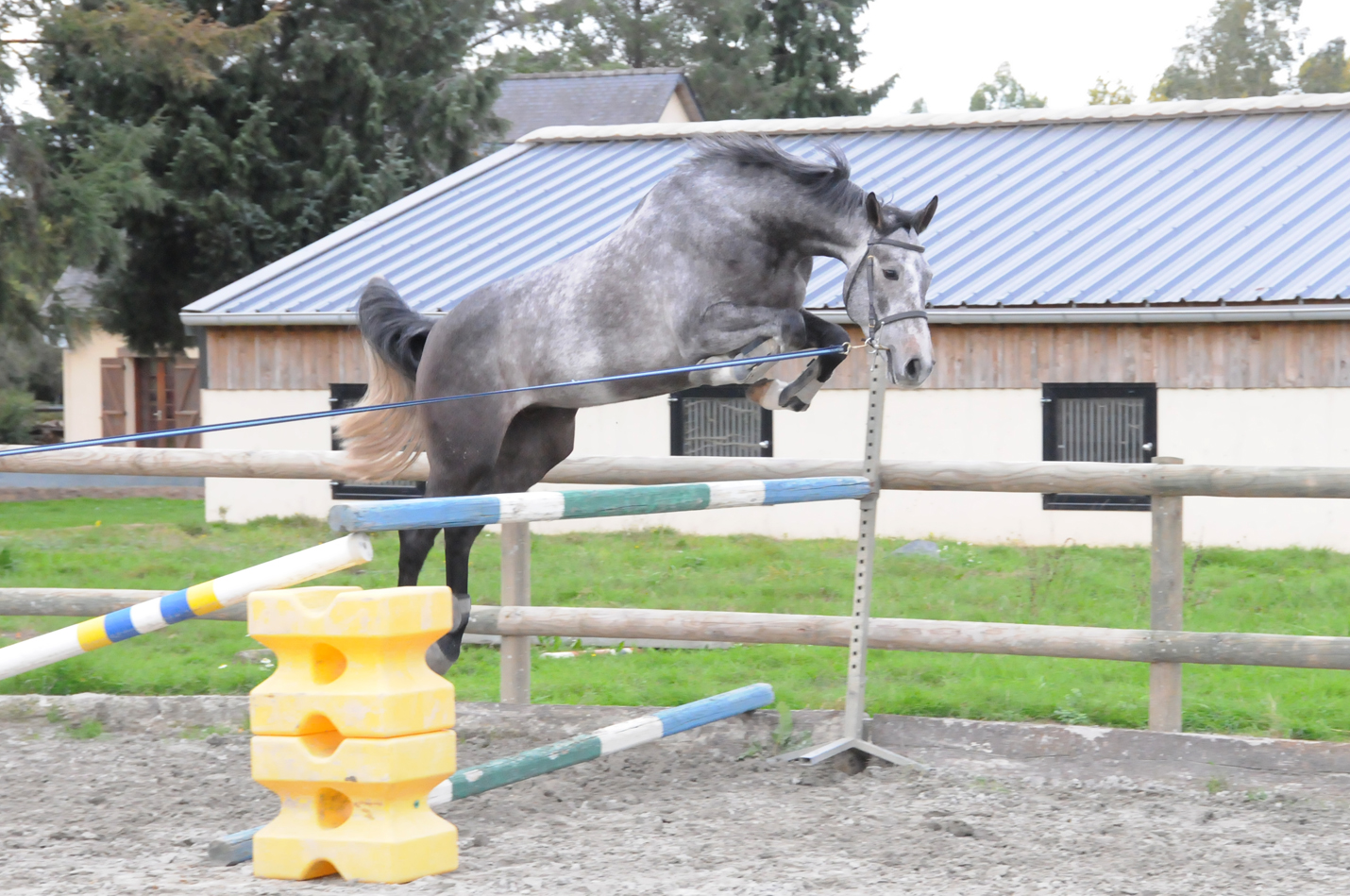 Photo saut en liberté Vickstar vendu par André Sport Equestre près de Rennes