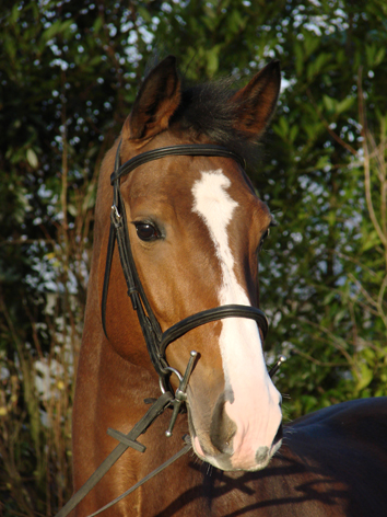 André Sport Equestre : Erwan André et Azur de Lison - Pension et formation jeunes chevaux près de Rennes
